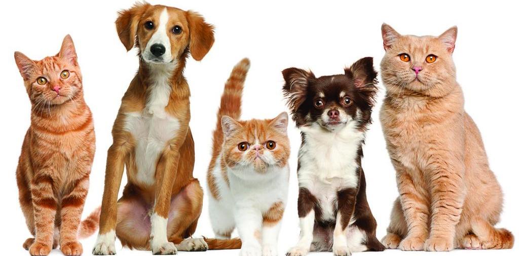 Доска объявлений о животных | ЗооТом - продажа, вязка и услуги для животных в Белово