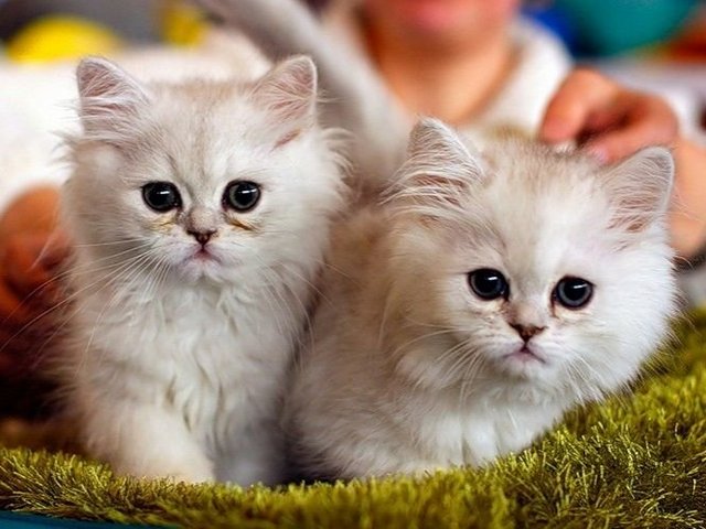 Породы кошек в Белово | ЗооТом портал о животных