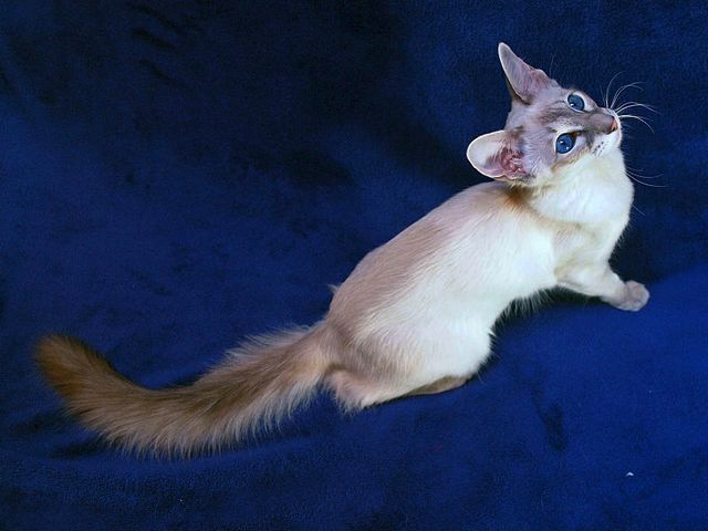 Выведенные породы кошек в Белово | ЗооТом портал о животных