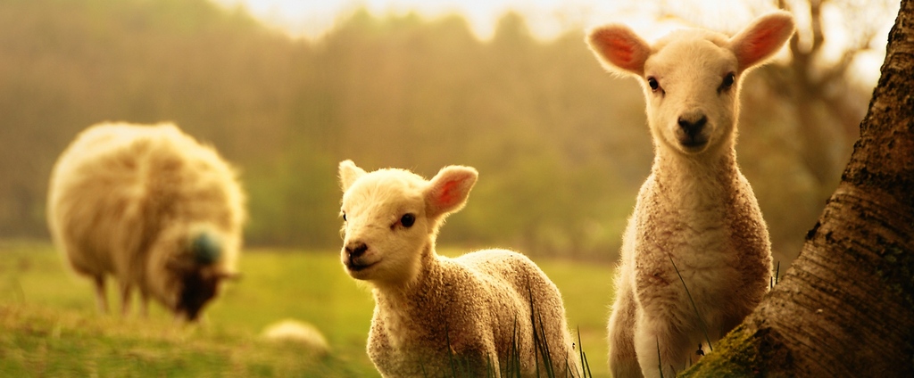 Объявления о сельскохозяйственных животных | ЗооТом - продажа, вязка и услуги для животных в Белово