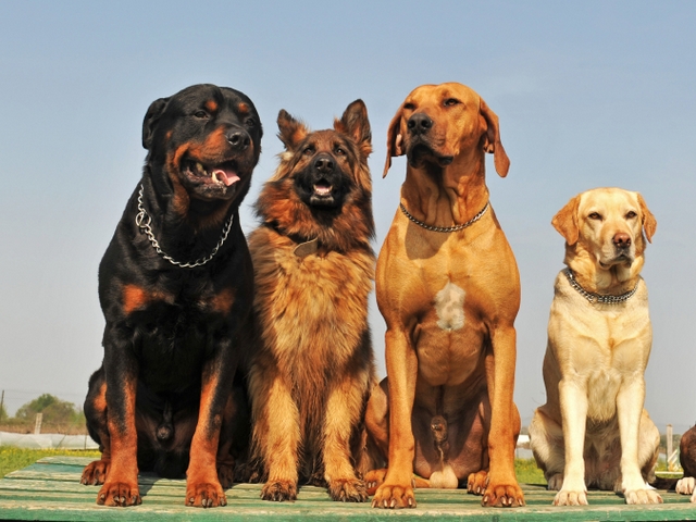 Крупные породы собак в Белово | ЗооТом портал о животных